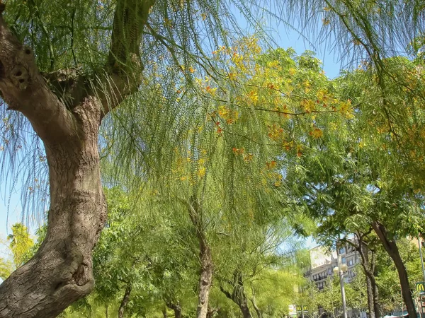 Trees in Barcelona — Stock Photo, Image