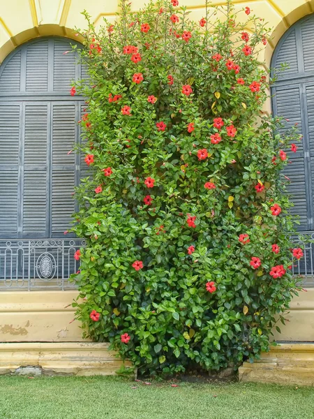 Facade with flowers — Stock Photo, Image