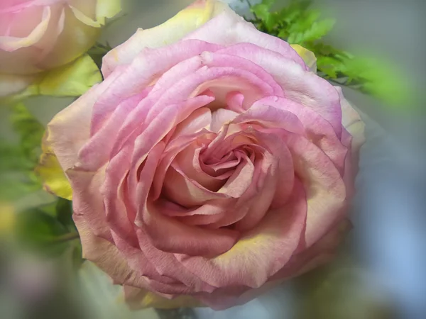 Roze roos bloem — Stockfoto