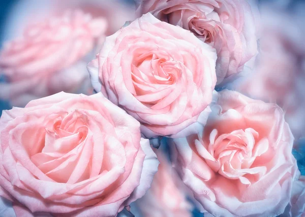 Pink rose flowers — Stock Photo, Image