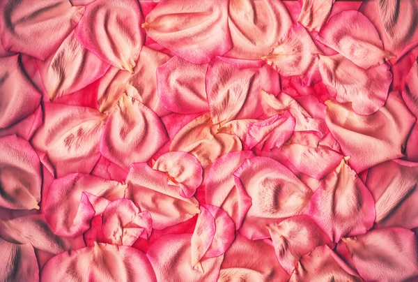 Pink rose petals — Stock Photo, Image