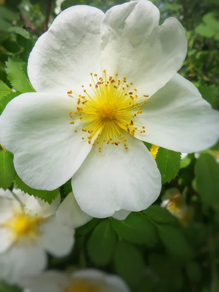 Viltlevende hvite blomster – stockfoto