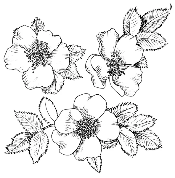 Fleur dessinée à la main de Dog-rose — Image vectorielle