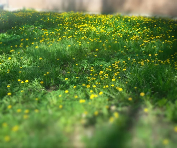 Dandelione flowers on meadow — Stock Photo, Image