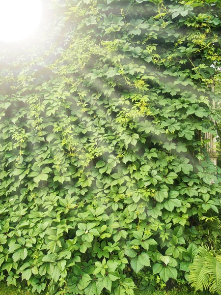 Bush konsistens och solstrålar — Stockfoto