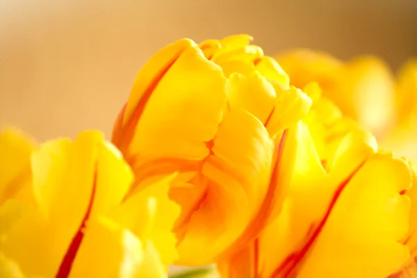 Tulipas amarelas flores — Fotografia de Stock