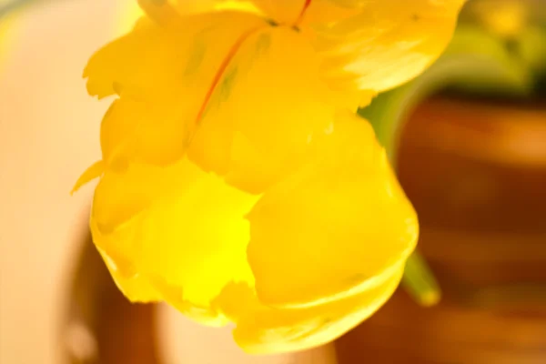 Gul tulipan blomst - Stock-foto