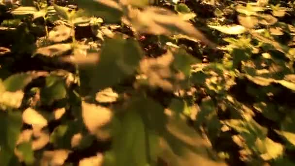 Hierba en el jardín — Vídeos de Stock