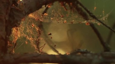 Örümcek ağları çiğ yaz gün doğumu sırasında kaplı çam ağaçları