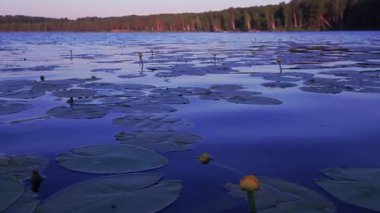 Gündoğumu withforest içinde belgili tanımlık geçmiş ve yansıması gölde video.