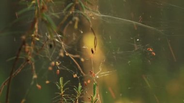Örümcek ağları çiğ yaz gün doğumu sırasında kaplı çam ağaçları