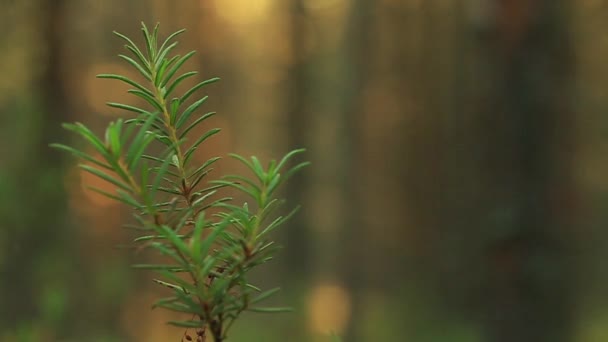 Marsh Labrador çay, bir dal yaprakları ile — Stok video