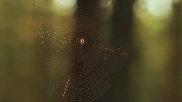 Teias de aranha em pinheiros cobertos de orvalho durante um nascer do sol de verão — Vídeo de Stock