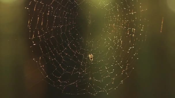 Spinnennetze an Kiefern während eines sommerlichen Sonnenaufgangs — Stockvideo