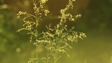 Gündoğumu, taze çiğ. Doğa arka plan.