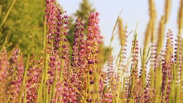 Herbe-feu, Chamerion angustifolium fleurissant dans le vent 
