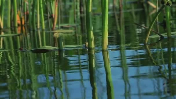 Iris en la nube de agua — Vídeos de Stock