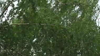Fırtına orman, kediler ve köpekler