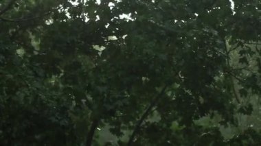 Fırtına orman, kediler ve köpekler