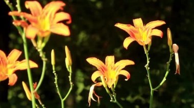 çiçekleri gündoğumu