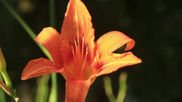 Giglio arancione fiore primo piano — Video Stock