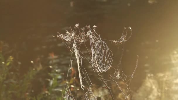 Teia de aranha tremendo no vento na floresta — Vídeo de Stock