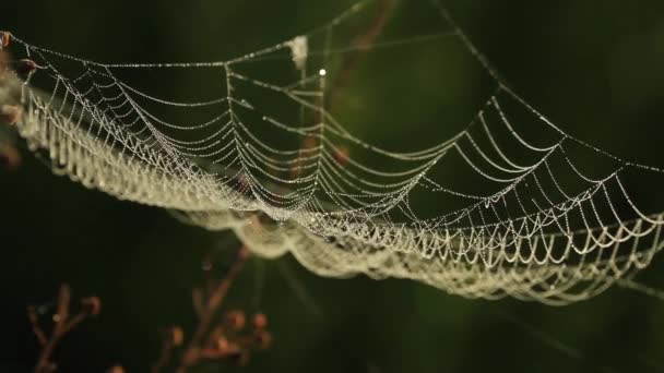 Spinnennetz wackelt bei Wind im Wald — Stockvideo