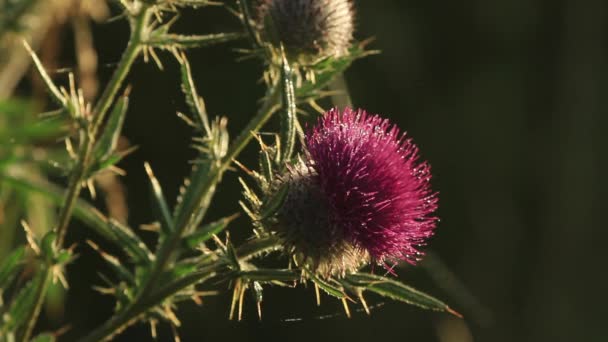 Épine de fleur dans une forêt — Video