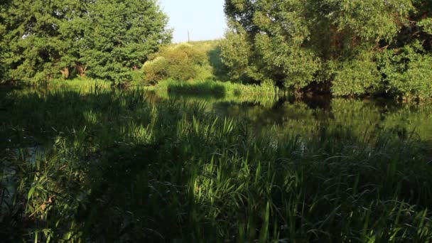 Rivière coulant dans la forêt