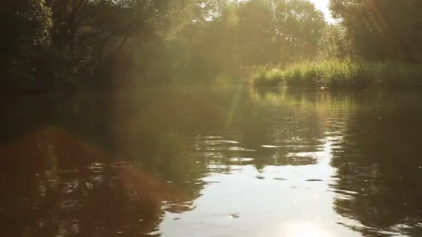 Rivier stroomt in het bos — Stockvideo