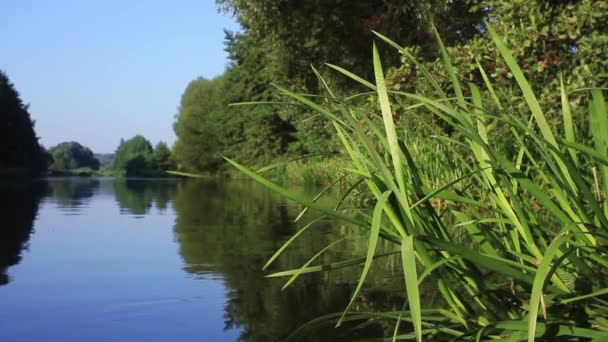 Rivier stroomt in het bos — Stockvideo