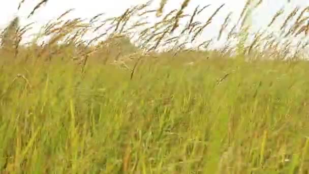 Weizenähren flattern im Wind — Stockvideo