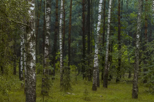 Forêt de bouleaux en Russie — Photo