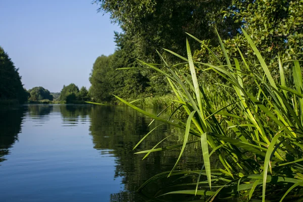 Řeka tekoucí v lese — Stock fotografie