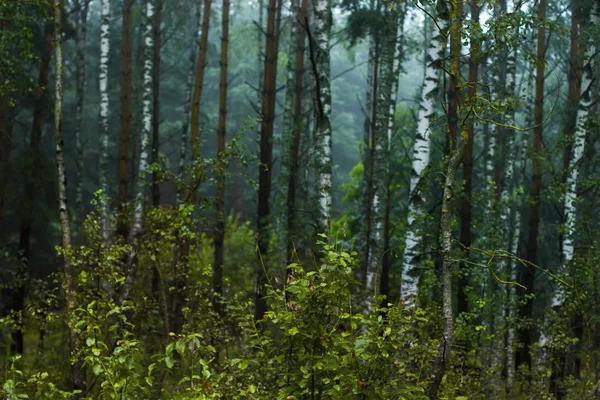 Birk skov i Rusland - Stock-foto