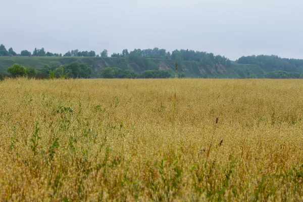 Žluté pšeničné pole — Stock fotografie