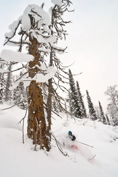 Freerider 在西伯利亚滑雪 — 图库照片