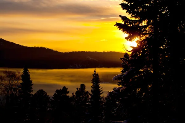 Pôr do sol de inverno na floresta — Fotografia de Stock