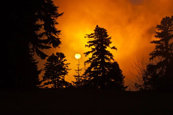 Pôr do sol de inverno na floresta — Fotografia de Stock