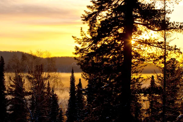Зимовий захід сонця в лісі — стокове фото