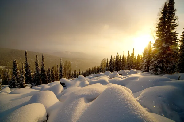 Wintersonnenuntergang im Wald — Stockfoto