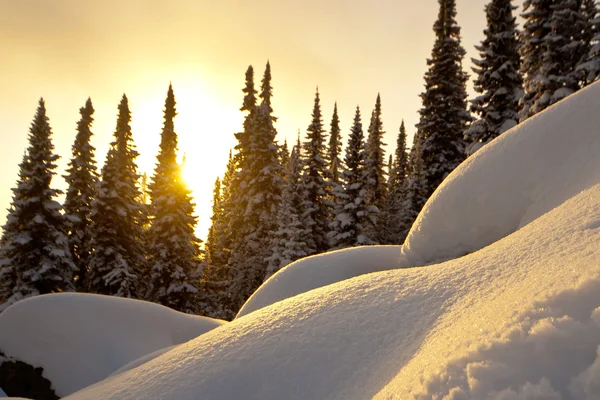 Pôr do sol de inverno na floresta — Fotografia de Stock