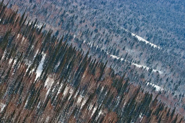 Vue aérienne sur la forêt — Photo
