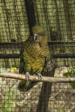 Hayvanat bahçesinde kuş. Yeni Zelanda