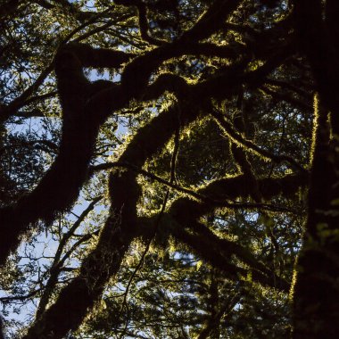 Anophyte ağacının dalları üzerinde.