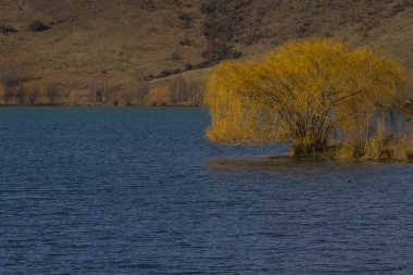 Göl kıyısında sarı ağaç
