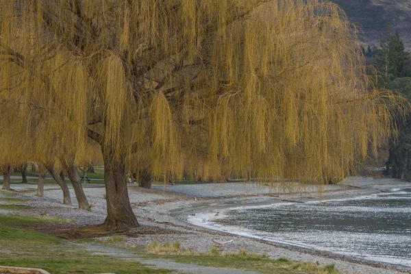 A tree on the lake bank. New Zealand — Stock Photo, Image