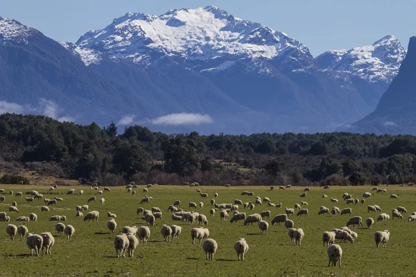 在新西兰羔羊 — 图库照片