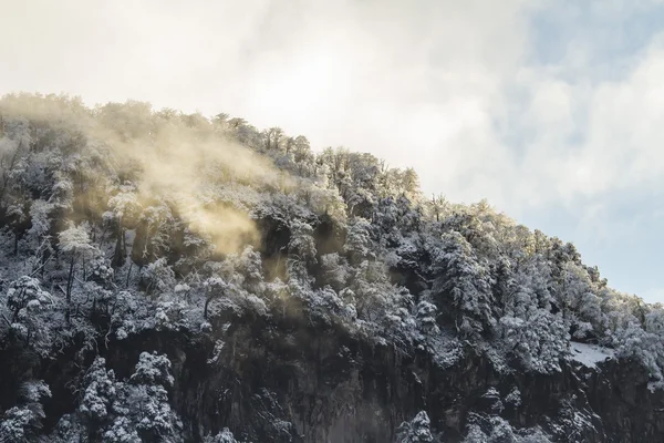 Floresta de Inverno — Fotografia de Stock