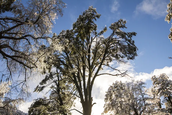 Winter bomen — Stockfoto